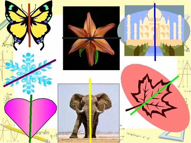 Ось симметрии в природе. Двулучевая симметрия в природе. Симметрия в природе рисунок. Симметрия в природе для детей. Симметрия в природе и искусстве.