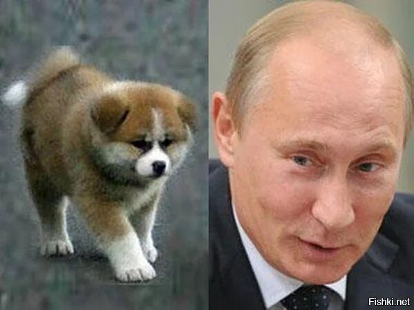 Какого щенка подарили. Какого щенка подарили