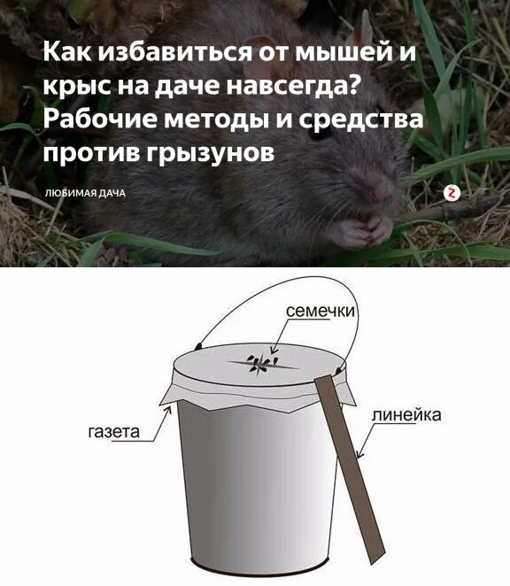 Самый эффективный способ избавиться от крыс. Средство от мышей и крыс на даче. ловушки от грызунов на даче. мышка на даче. средство против крыс на даче.