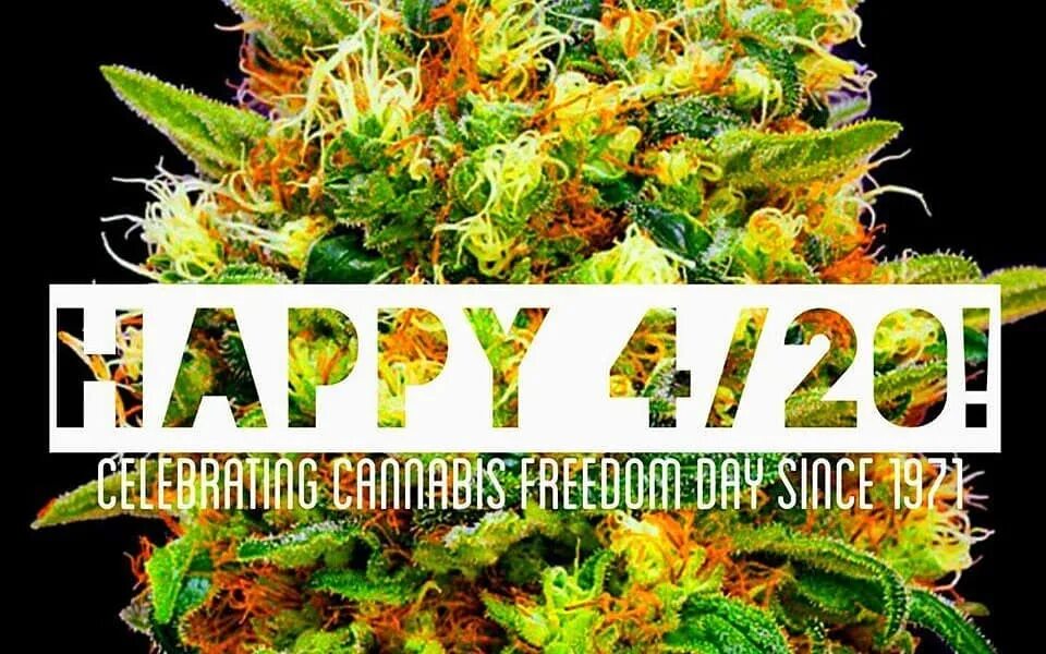 В день 4 20 г. Всемирный день марихуаны. 4 20 марихуана. праздник конопли. 20 апреля день марихуаны.