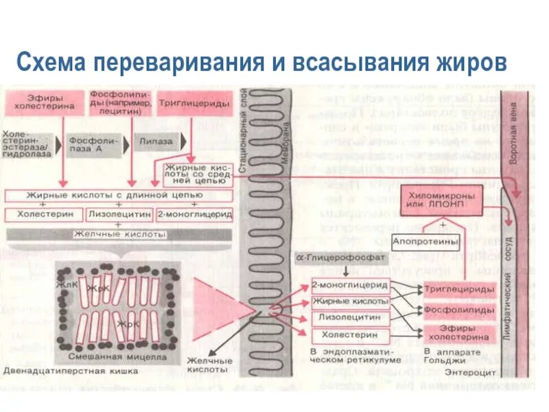 В тонкой кишке происходит всасывание в кровь. Переваривание в тонком кишечнике физиология. Всасывание в тонком кишечнике физиология. Схема всасывания питательных веществ. Механизм всасывания в тонком кишечнике.