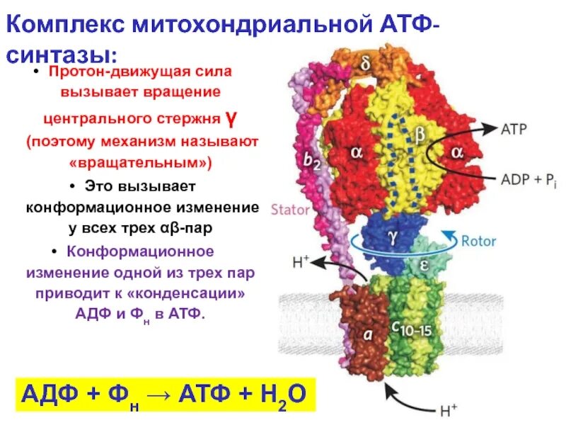 Комплекс митохондриальной АТФ синтазы. АТФ синтаза биохимия. АТФ синтаза f1 f0. АТФ синтаза в митохондрии.