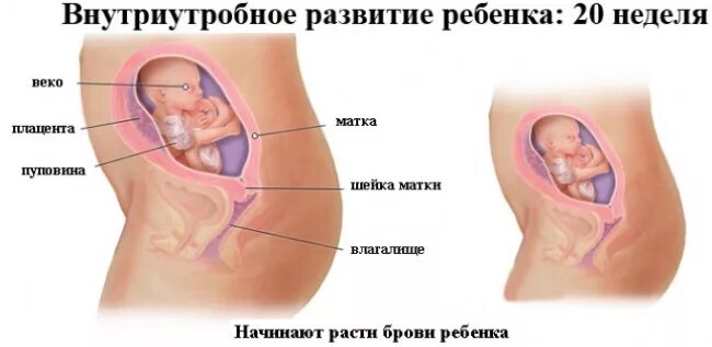 Расположение малыша на 20 неделе беременности. Ребёнок в 20 недель беременности. Расположение ребенка в животе. Расположение ребенка на 19 неделе. 19 недель размер плода