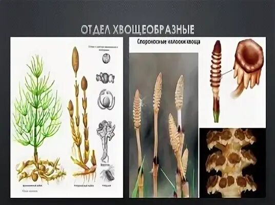Отдел хвощеобразные