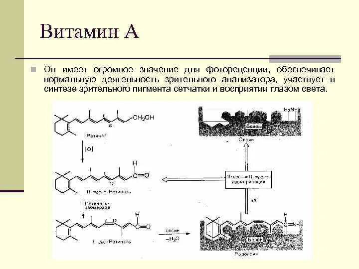 Витамин участвующий в образовании зрительного пигмента. Схема участия витамина а в фоторецепции. Механизм фоторецепции. Витамин участвующий в фоторецепции. Для синтеза родопсина необходим витамин.