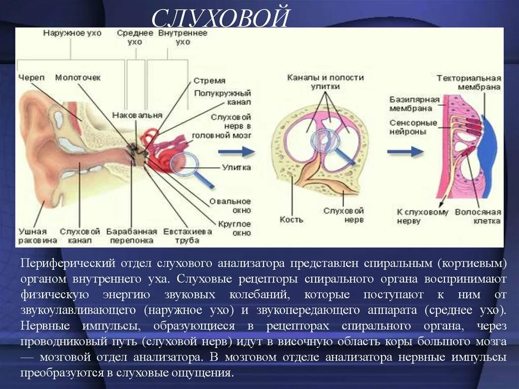 Рецепторный отдел слухового анализатора представлен. Где располагаются рецепторы слухового анализатора. Рецепторы слухового анализатора находятся. Строение рецепторов слуховых ощущений. Рецепторный орган слуха