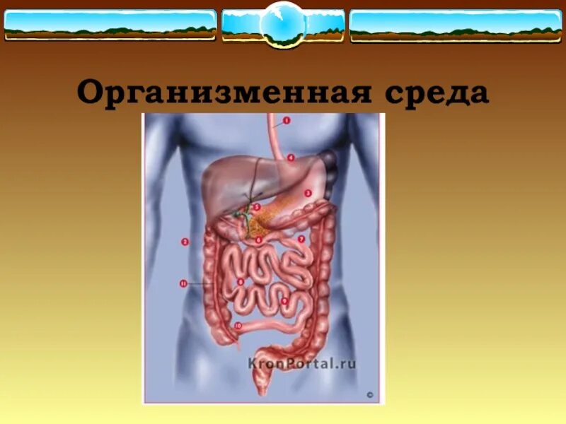 Организменная жизнь условия. Организменная среда обитания. Организменная среда. Организменная среда обитания животных. Организмы организменной среды.