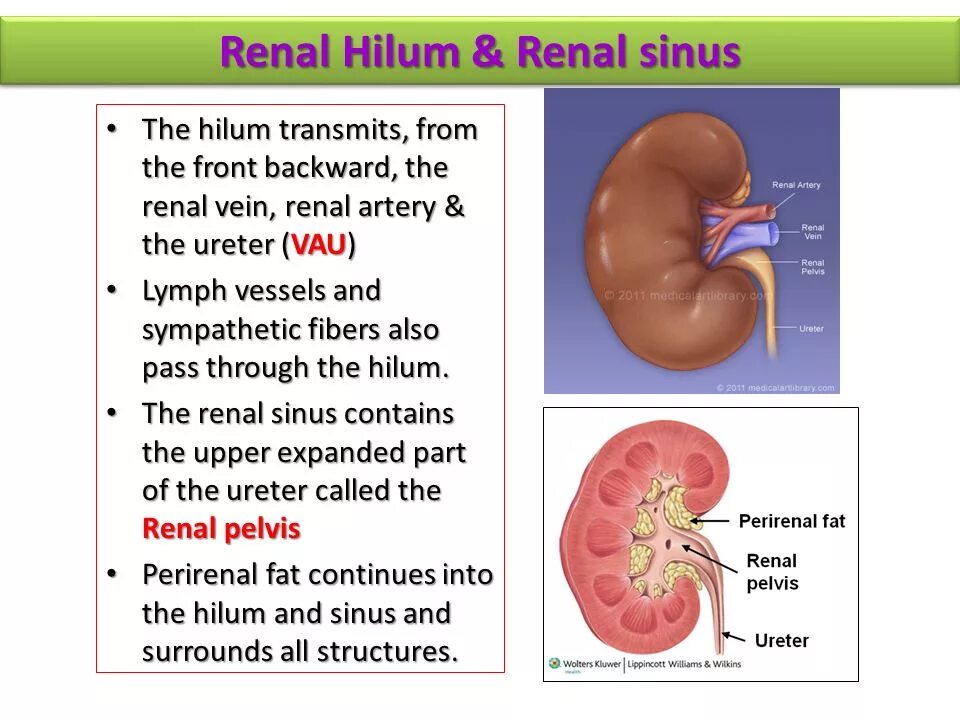Ренал порошок кандиоли. Renal игра. Renal filter. Паста ренал кринках. Renal перевод.