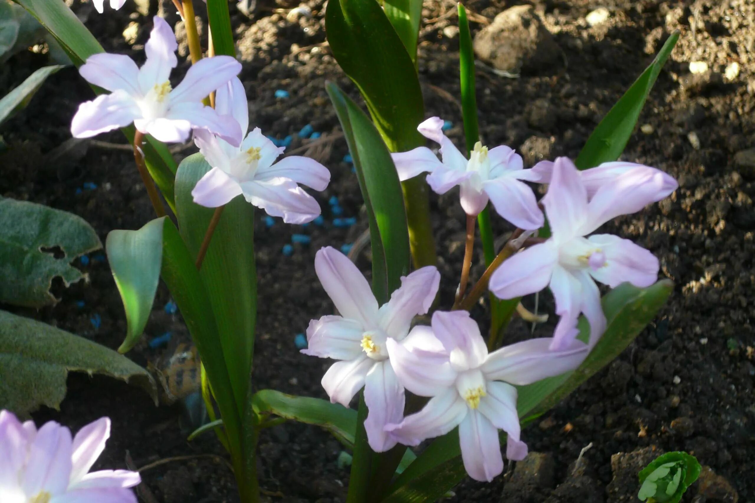 луковичные первоцветы хионодокса. луковичные многолетники первоцветы. белоцветник карпатский. луковичные первоцветы. луковичные первоцветы луковичные.