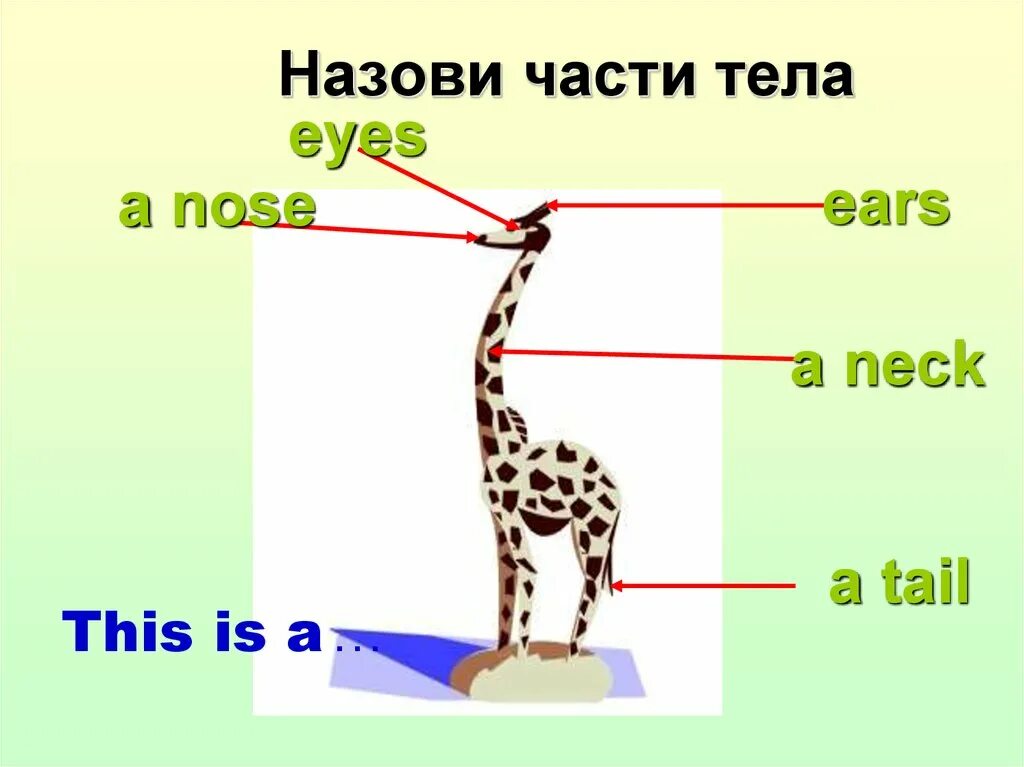 Нарисовать животное 3 класс английский язык. Части тела животных. Части тела животных по английскому. Части тела животного по английскому языку. Части тела животного на англ.