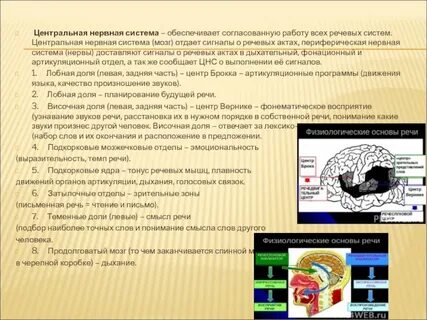 Какие системы обеспечивают речь