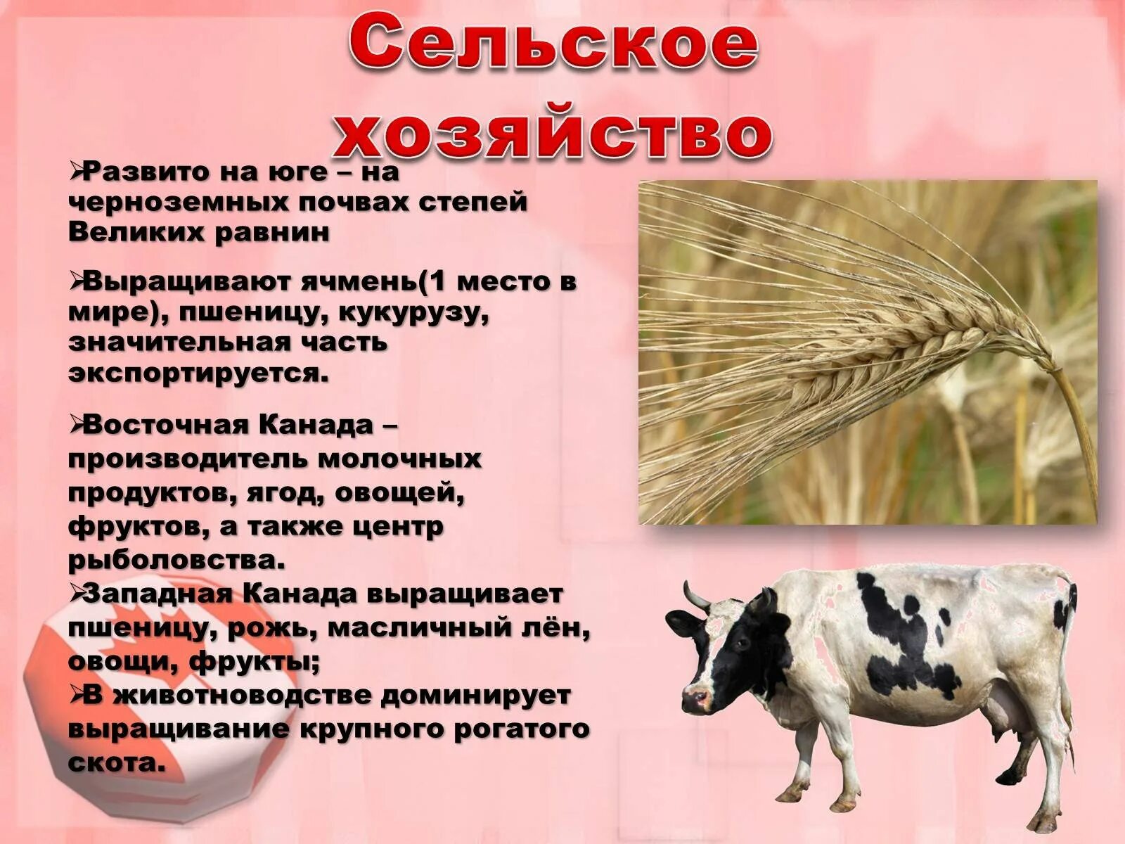 Какое сельское хозяйство в степи. Особенности сельского хозяйства. сельское хозяйство в степи. сельское хозяйство в зоне степи. сельское хозяйство канады.