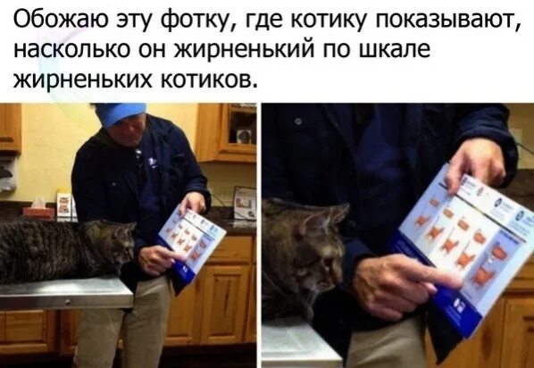 Показывается насколько. Ветеринар показывает коту. коту показывают какой он толстый. котику показывают насколько он толстый. ветеринар показывает коту насколько он жирный.