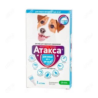 Собака 4 кг