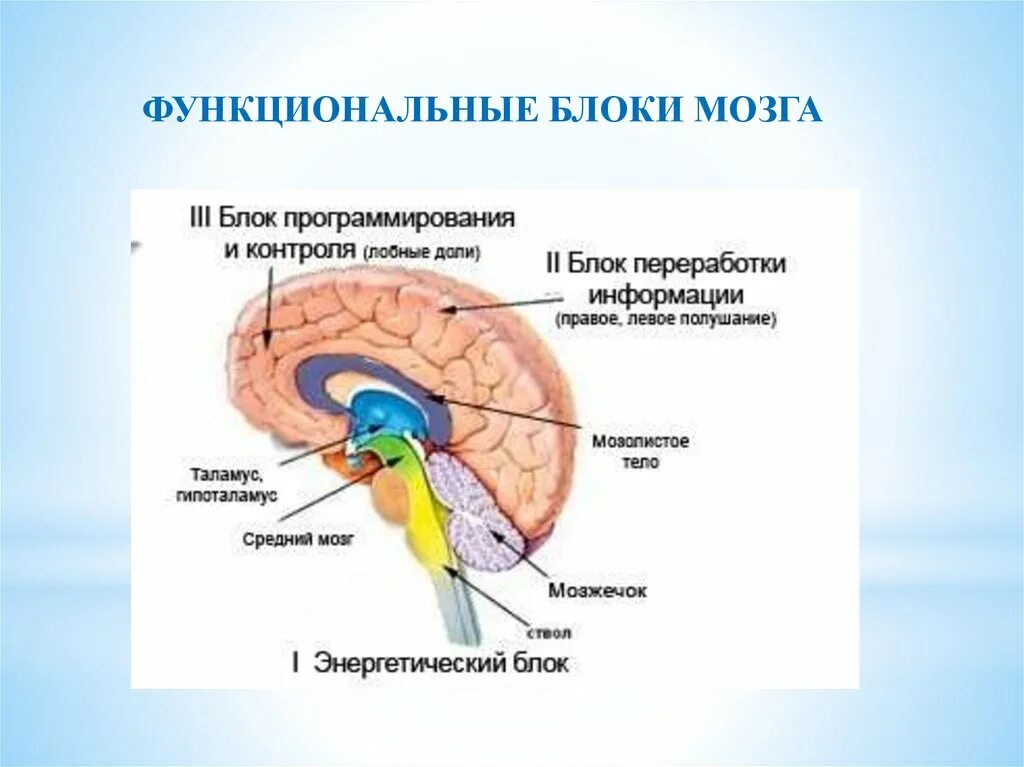 Нарушения блоков мозга. Три функциональных блока мозга Лурия. Лурия структурно-функциональные блоки мозга. Структура энергетического блока головного мозга. Основные функциональные блоки мозга Лурия.