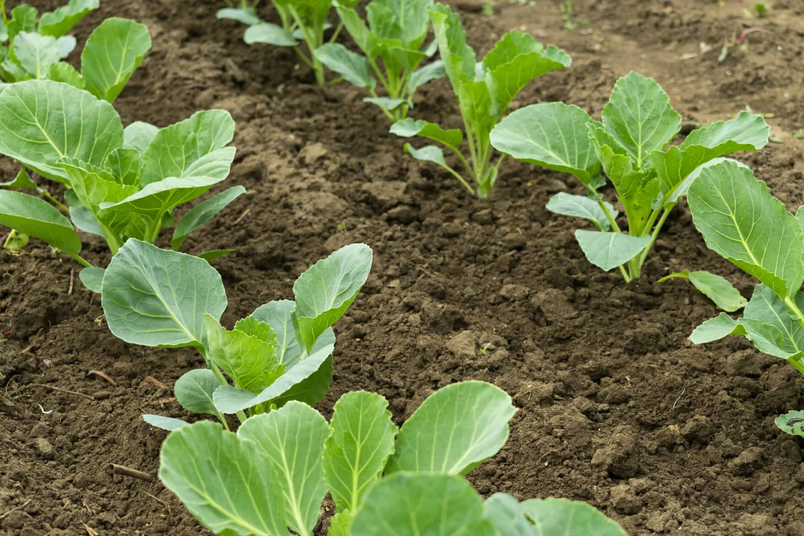 Пересадка капусты. Cabbage seedlings. Рассада капусты. Саженцы капусты. Капуста в огороде.