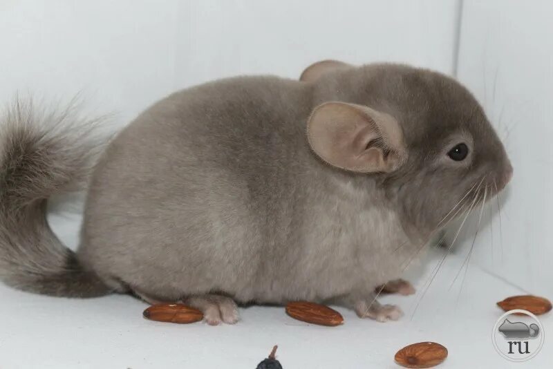 шиншилла трехцветная. шиншилла фиолет. шиншилла белая. шиншилла цветная. барзаи.