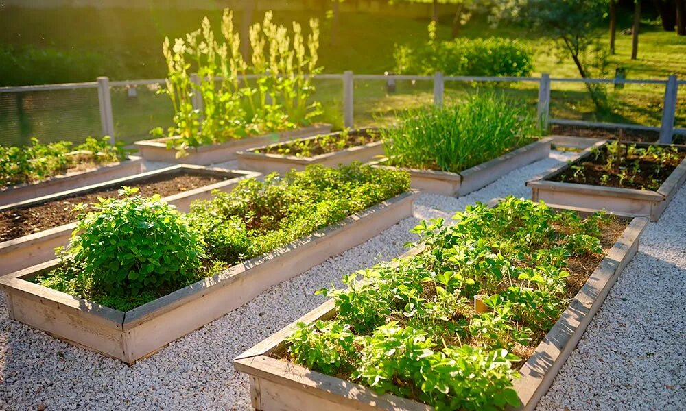 Огород в стиле фармхаус. Грядки из габионов. Грядки 48. Чем огородить грядки на даче дешево. Грядки 48.