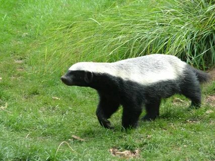 Badger перевод