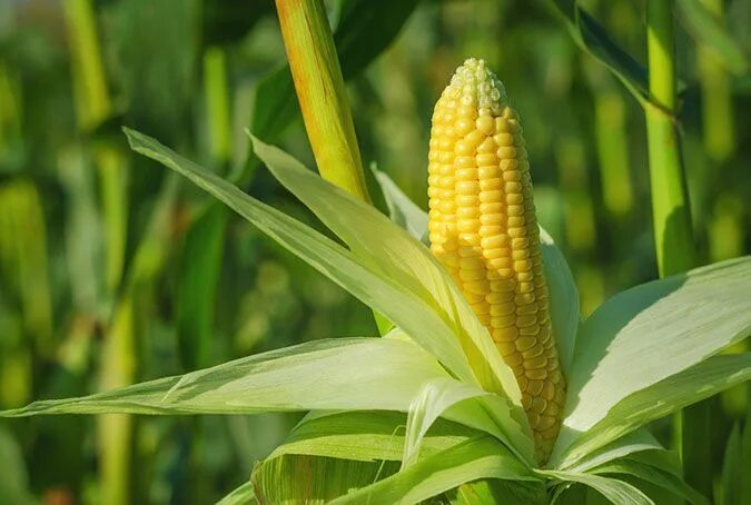 Experts seek approval for genetically modified crops trials