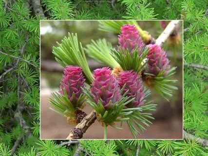 Лиственница даурская описание