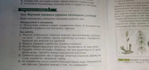Лабораторная работа внешнее строение мхов ответы