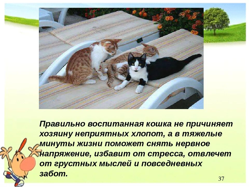 Мой любимый питомец кот