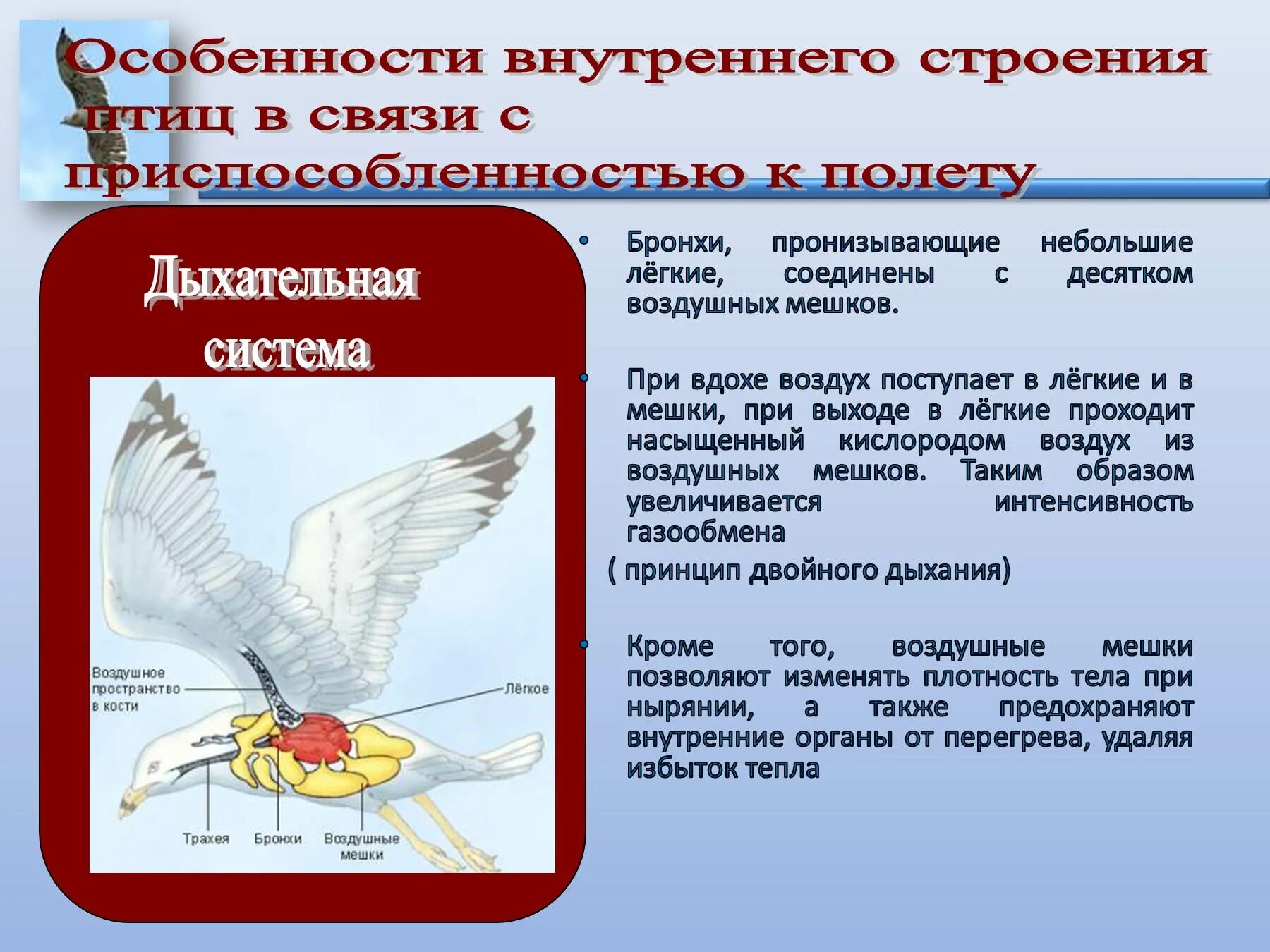 Особенности внутреннего дыхания. Внутреннее строение птиц. Внутреннее строение птиц характеристика. Особенности внутреннего строения птиц. Особиности строения " птиц".