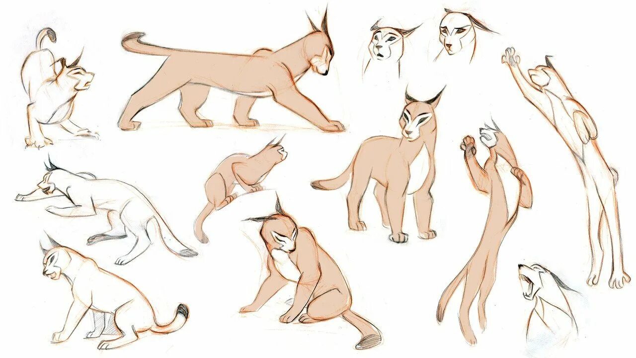 Референсы кошек для рисования. Анатомия кота для рисования референс. Референс анатомия котов воителей. Коты воители референс эмоции. Поза кошки.