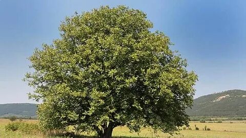 Секс видео онлайн орыс порно