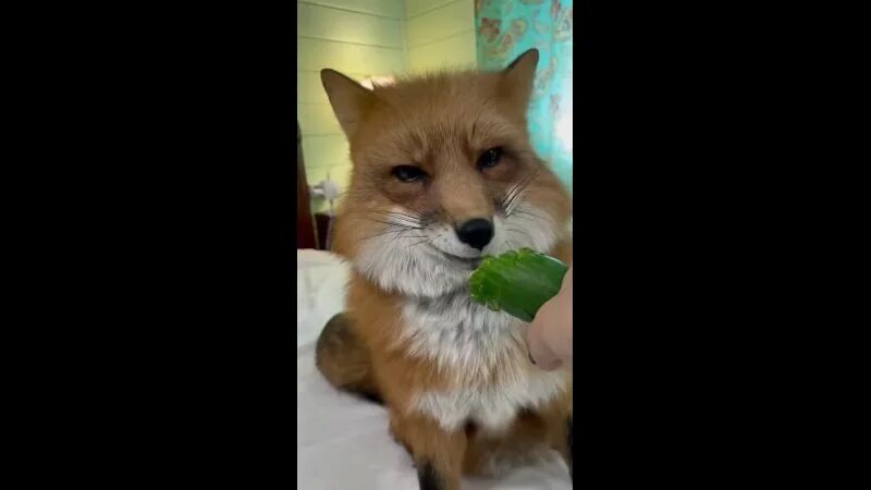 огурцы с лисичками. салат с лисичками жареными. салат картофельный с грибами. салат с лисичками жареными. жареная картошка с солеными огурцами.