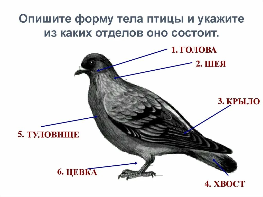 Строение тела птицы. Строение птицы для дошкольников. Форма тела птиц. Основные отделы тела птицы.