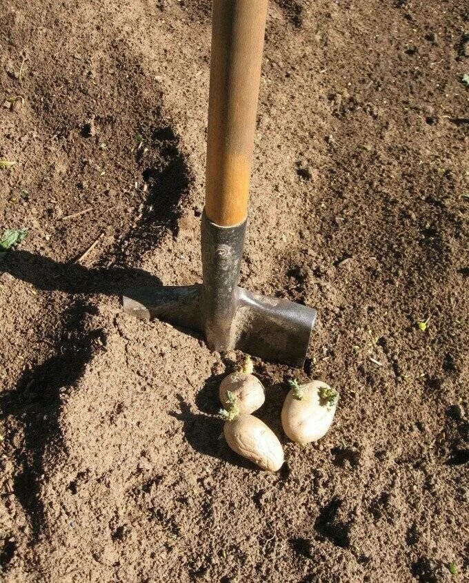 Когда сажать картофель в грунт. Посадка картофеля. Посадка картофеля под лопату. Посадка картошки под лопату. Лунки для картофеля.