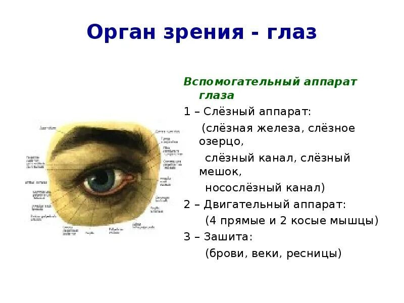Какую функцию выполняют брови