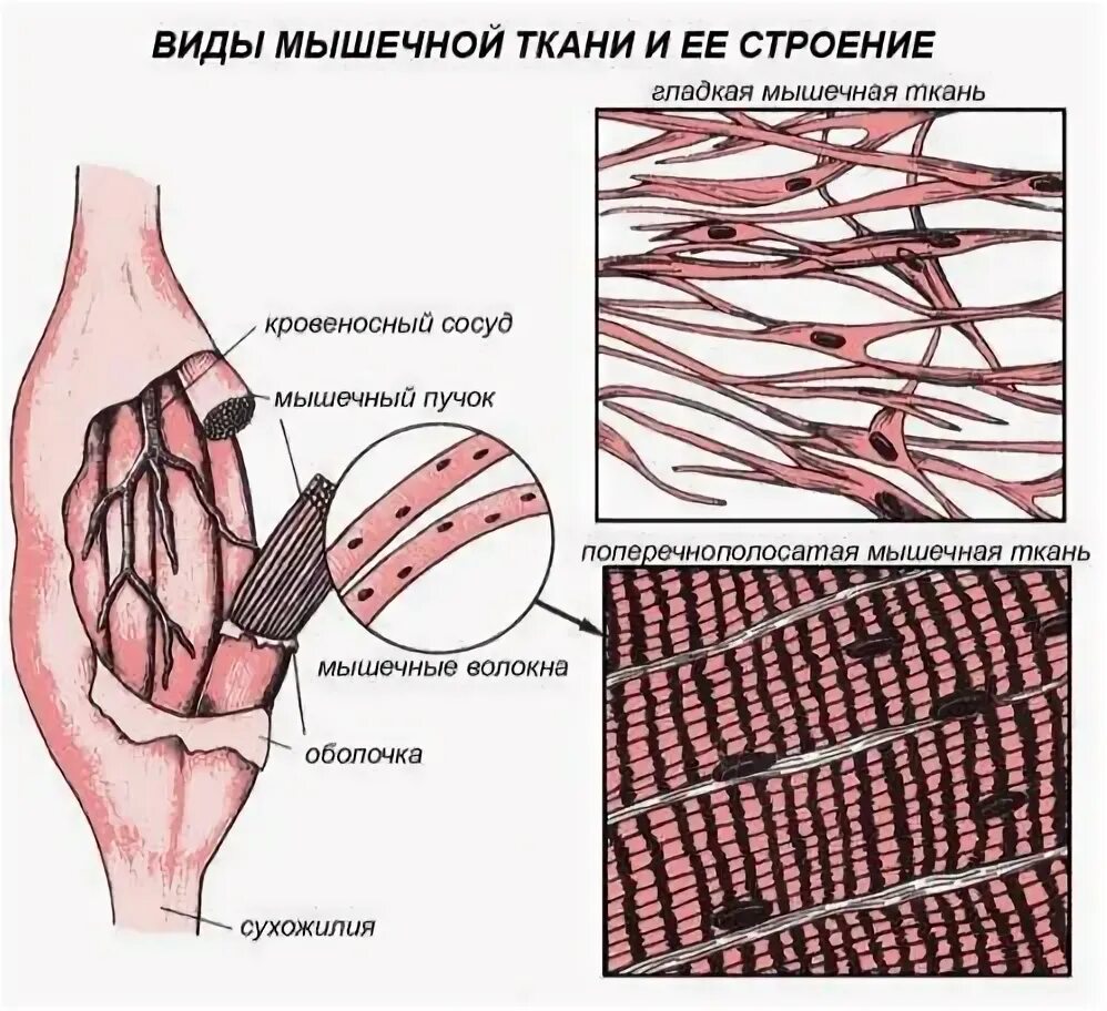 Сухожилие животных. Поперечно Скелетная мышечная ткань. Структурные элементы поперечно полосатой скелетной мышечной ткани. Строение скелетной ткани человека. Строение и состав мышечной ткани.