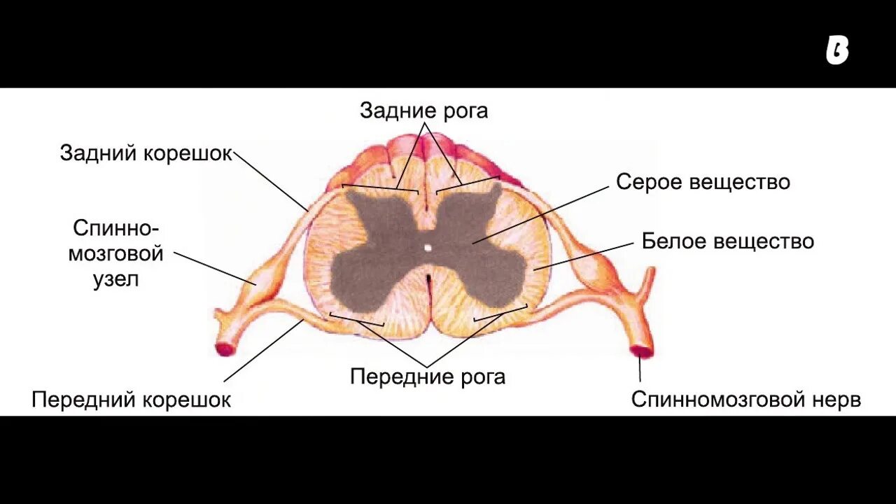 Внутреннее строение спинного мозга срез. Структуры на поперечном разрезе спинного мозга. Строение спинного мозга в разрезе. Поперечное строение спинного мозга.