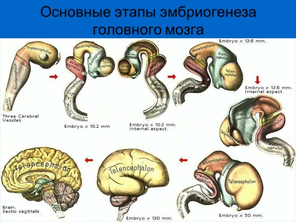 Этапы развития головного мозга в эмбриогенезе. Закономерности созревания структур мозга в онтогенезе.. Этапы развития головного мозга в онтогенезе. Основные этапы развития головного мозга в эмбриогенезе позвоночных..