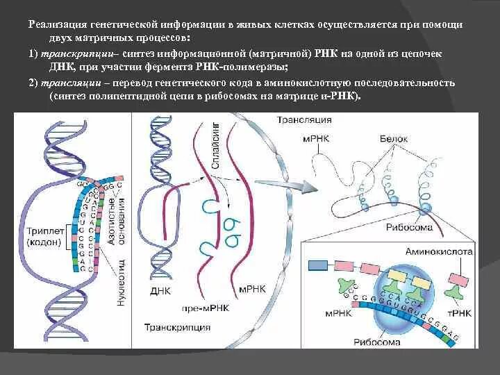 Реализация генетической информации в ходе транскрипции. Реализация генетической информации в ходе транскрипции