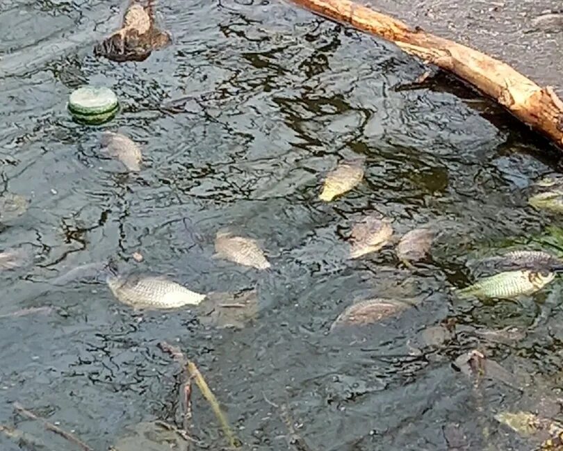 Жировский пруд Тульская область. Рыба в тульских водоемах. Рыбы Тульской области. Интересные водоемы в Туле.