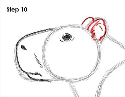 Как можно нарисовать капибару