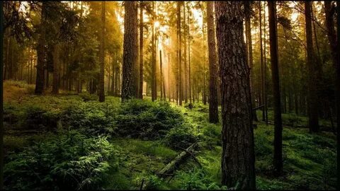 Порно және секс жалау және сору