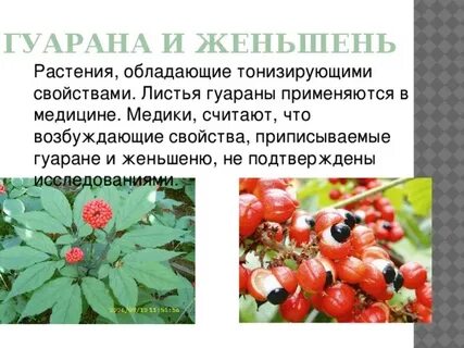 Гуарана что это такое и для чего