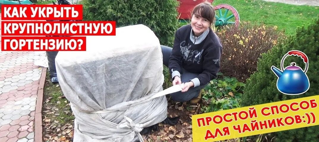 Укрыть гортензию на зиму в подмосковье крупнолистовую. Укрытие крупнолистной гортензии. укрытие гортензии крупнолистной на зиму. укрыть гортензию крупнолистную на зиму. укрытие крупнолистной гортензии на зиму в подмосковье.