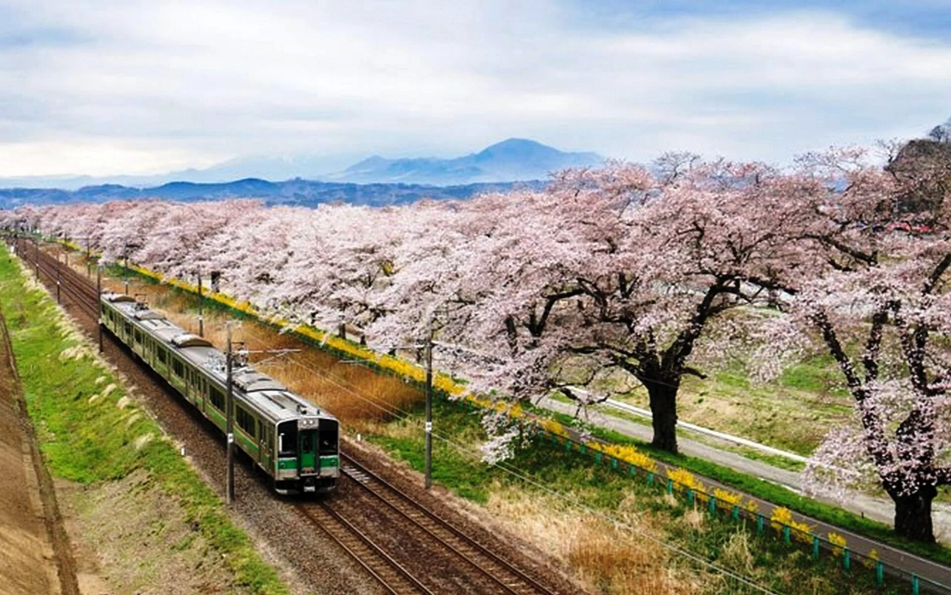 Yellow spring road япония. Оита Япония железная дорога. Хисатсу Япония железная дорога. Япония поезд Сакура.