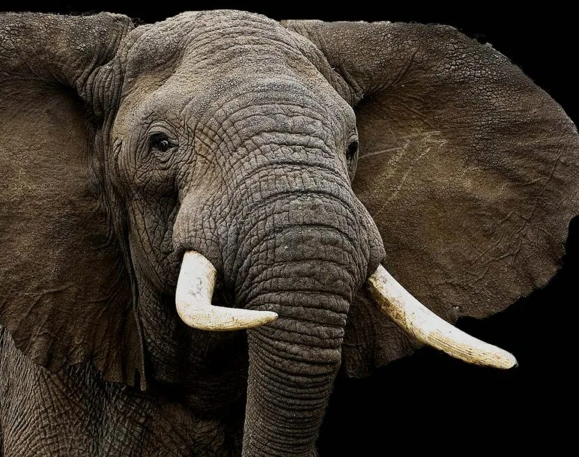 Самое говорящее животное. Хоботные бивни. Хобот африканского слона. Морда слона. Бивни слона.