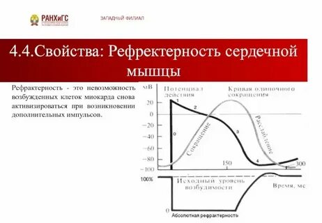 Рефрактерный период и его роль 10 класс