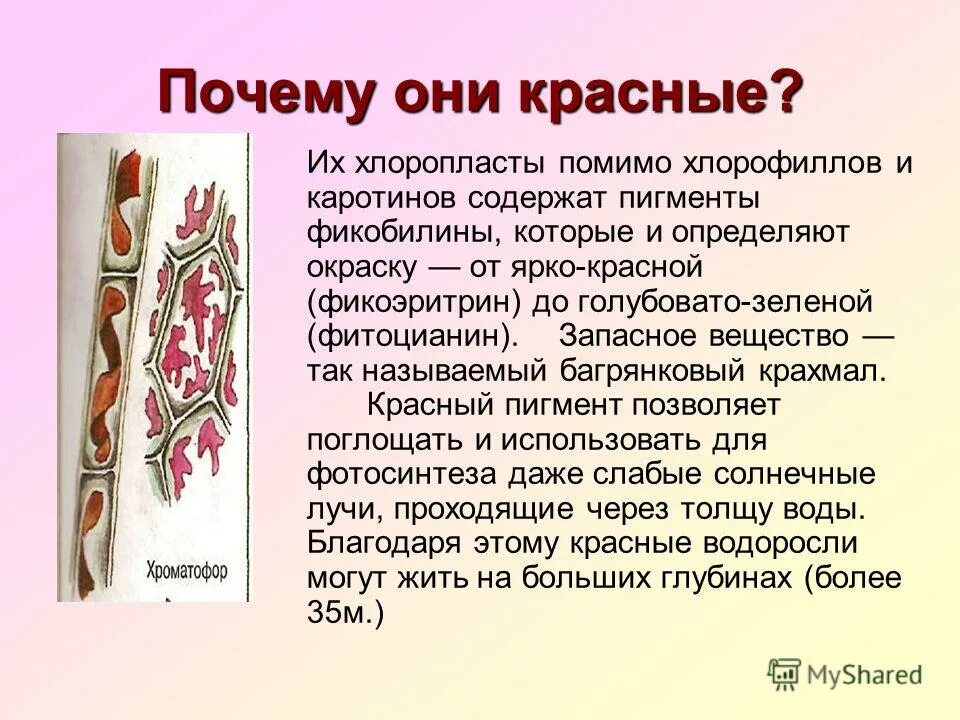 Красные водоросли 7 класс. Запасные вещества красных водорослей. Запасное вещество багрянковый крахмал. Презентация на тему отдел красные водоросли. Красные водоросли почему они красные.