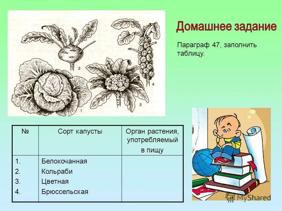 какие части растений употребляют в пищу. орган употребляемый в пищу. орган употребляемый в пищу. краснокочанная капуста строение. плодовые и корнеплодные овощи.