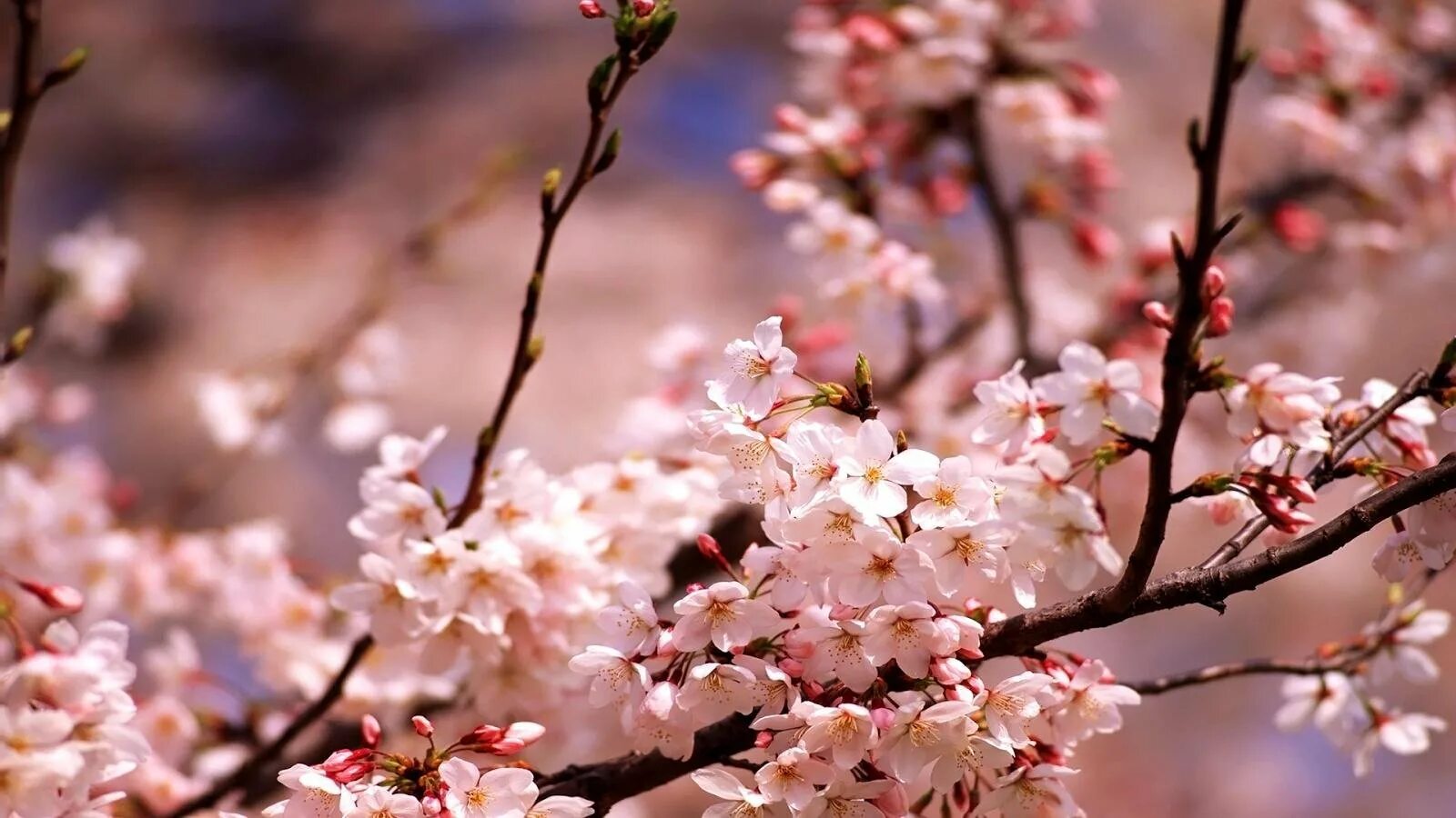 Сакура живые обои. Черри блоссом. Сакура. Цветение вишни. Весеннее дерево.