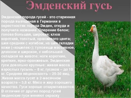 Добрый гусь отзывы